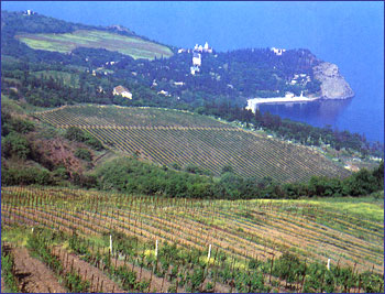Вид на виноградники совхоз-завода "Таврида"
